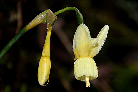 Narciso pálido 