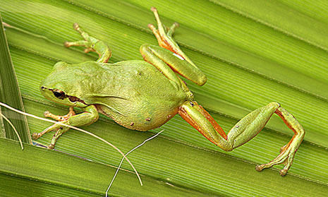 La ranita meridional
