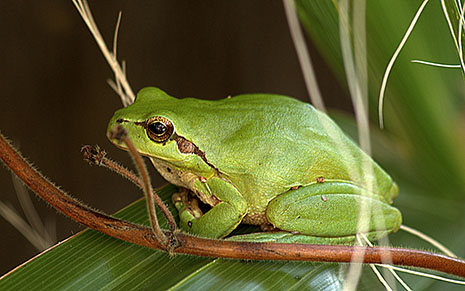La ranita meridional