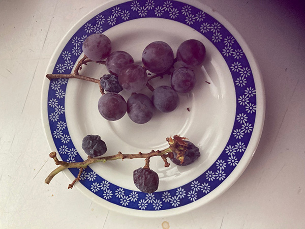 uvas 